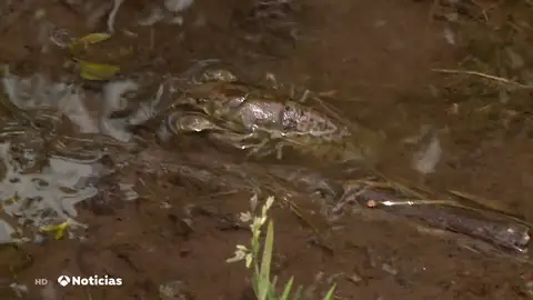 El cangrejo de río español, a punto de extinguirse por culpa de la introducción del cangrejo rojo americano El cangrejo de río español, a punto de extinguirse por culpa de la introducción del cangrejo rojo americano
