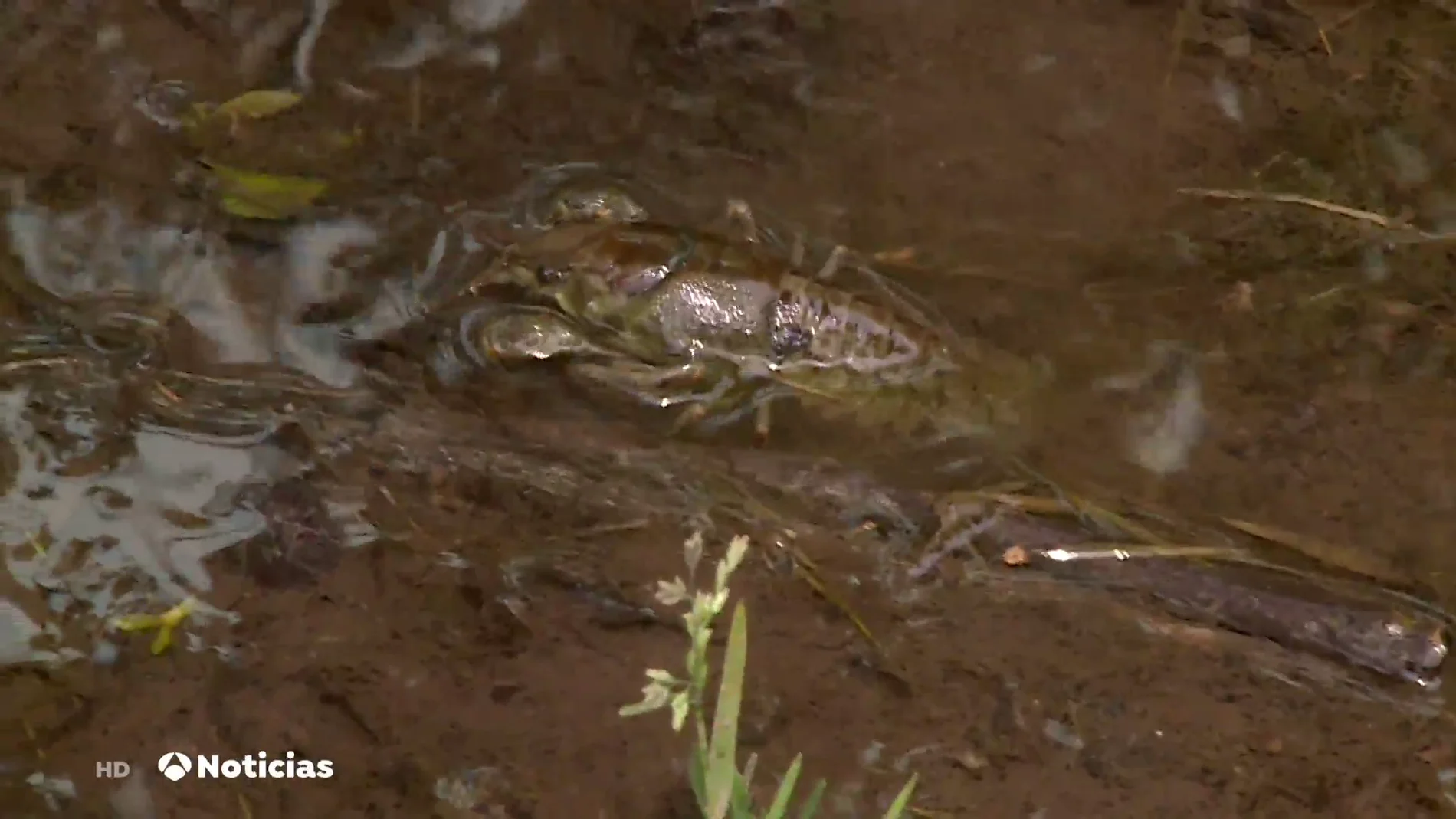 El cangrejo de río español, a punto de extinguirse por culpa de la introducción del cangrejo rojo americano