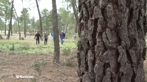 Un proyecto español busca reducir el efecto del cambio climático en los bosques gracias a los fondos europeos Un proyecto español busca reducir el efecto del cambio climático en los bosques gracias a los fondos europeos
