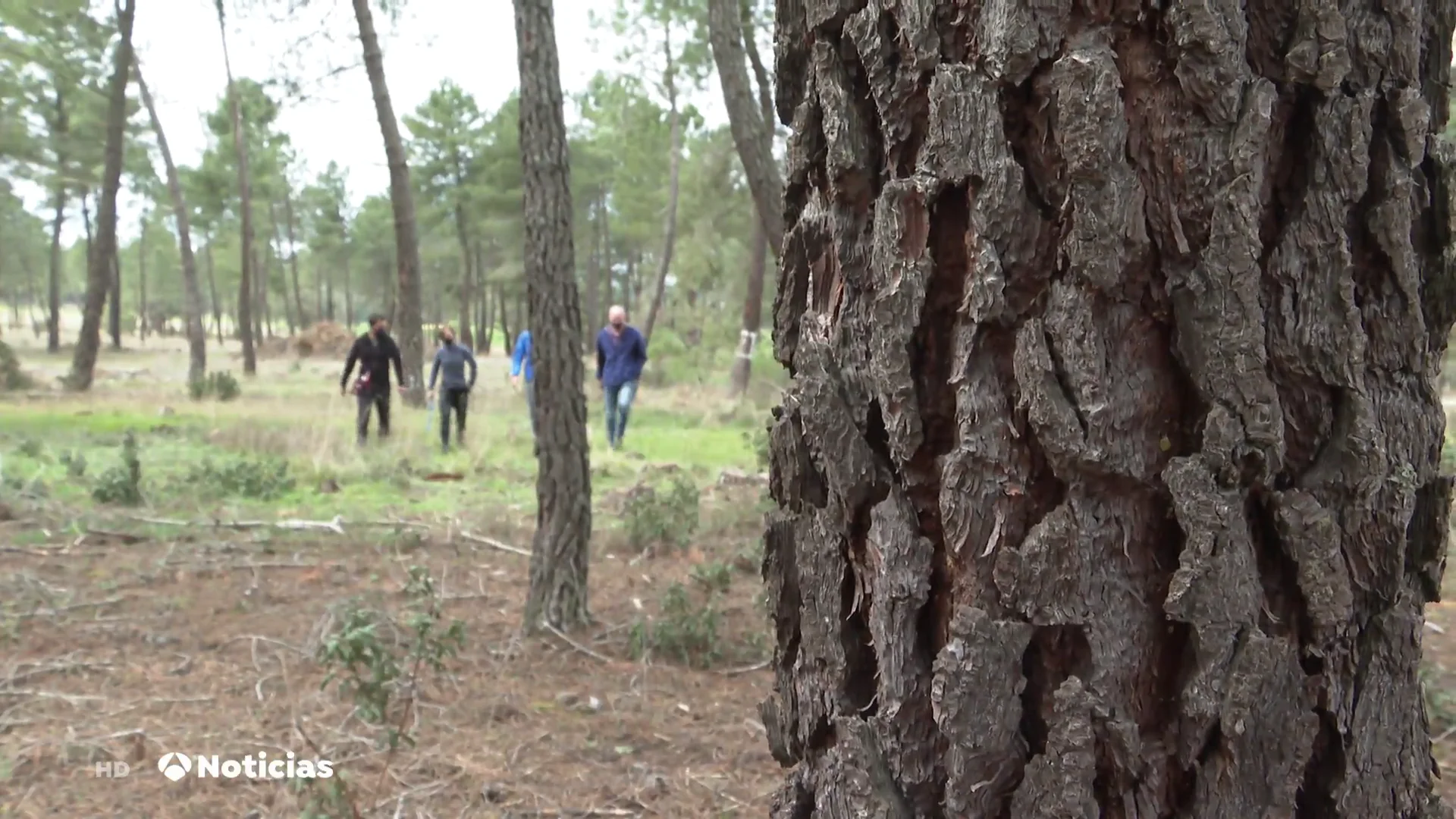 Un proyecto espa&ntilde;ol busca reducir el efecto del cambio clim&aacute;tico en los bosques gracias a los fondos europeos