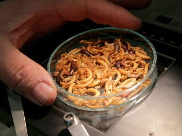 La UE aprueba los gusanos como alimento humano