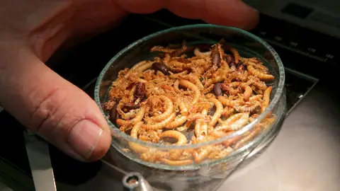 La UE aprueba los gusanos como alimento humano La UE aprueba los gusanos como alimento humano