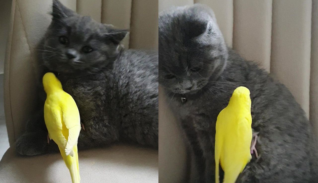 Un gato y un periquito son mejores amigos