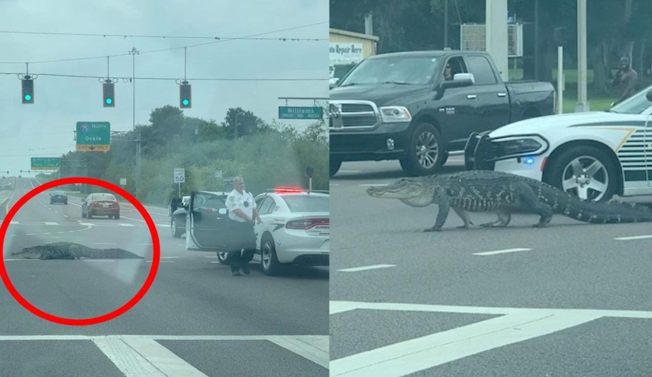 Caimán cruzando una carretera en Florida