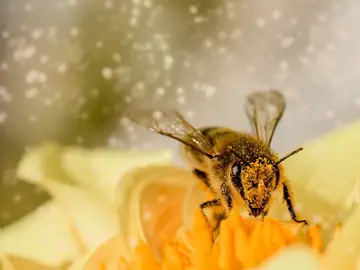 Una abeja polinizando una planta Una abeja polinizando una planta