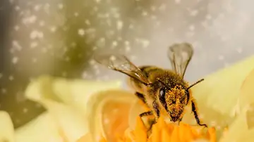 Una abeja polinizando una planta