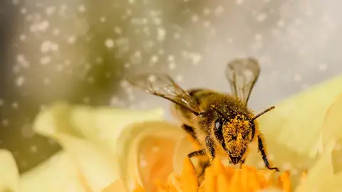 Una abeja polinizando una planta Una abeja polinizando una planta
