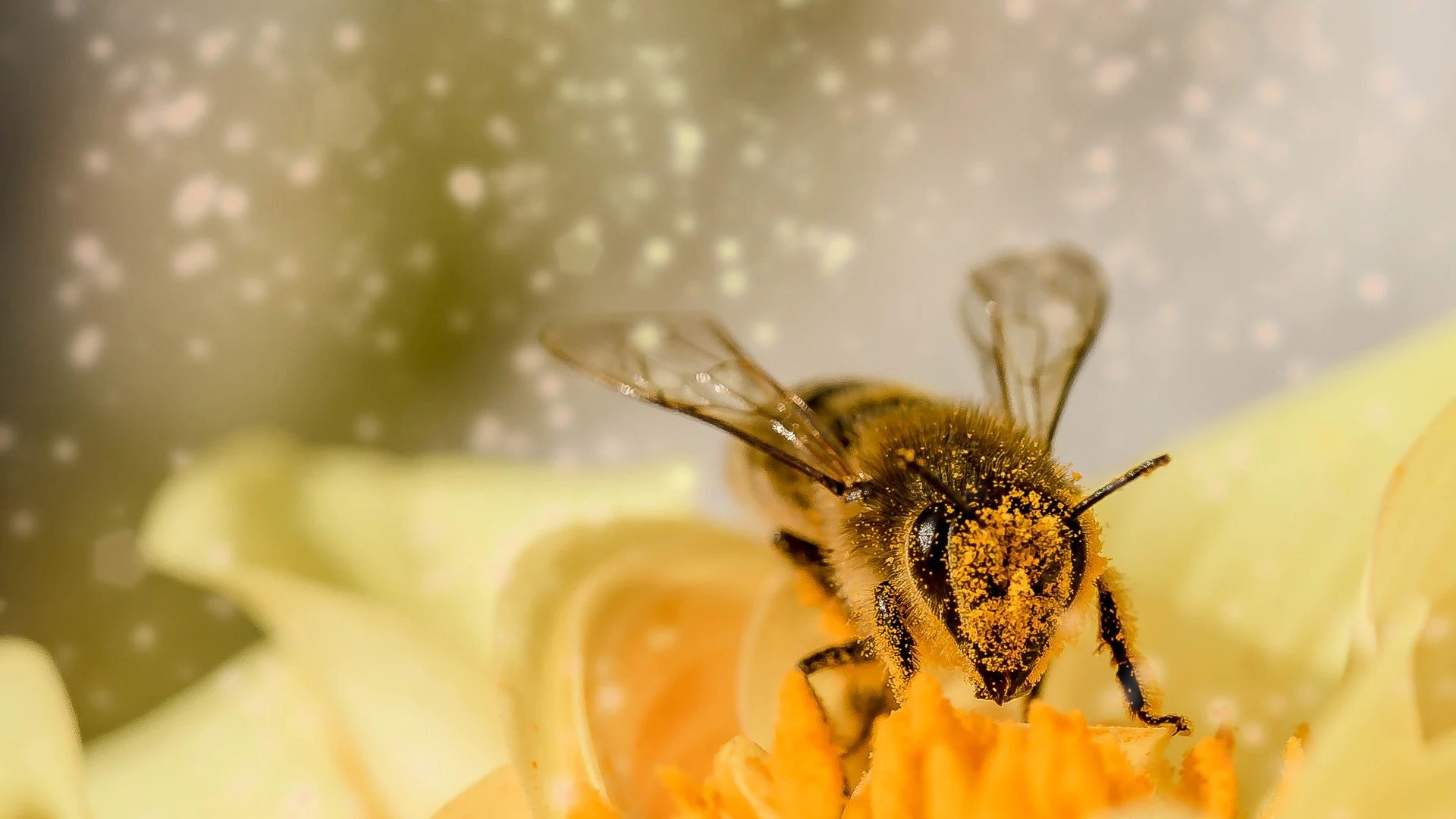 Una abeja polinizando una planta Una abeja polinizando una planta