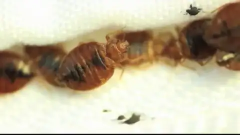 El 'chinche asesino' llega a España: así son sus picaduras El 'chinche asesino' llega a España: así son sus picaduras