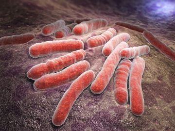 bacterias infecciosas de tuberculosis