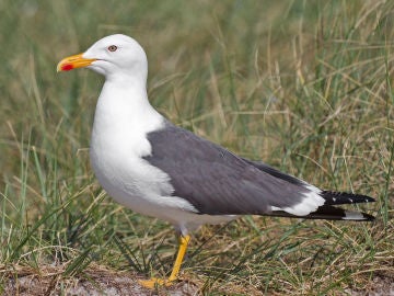 Las gaviotas pueden dispersar malas hierbas a grandes distancias y entre distintos habitats Las gaviotas pueden dispersar malas hierbas a grandes distancias y entre distintos habitats