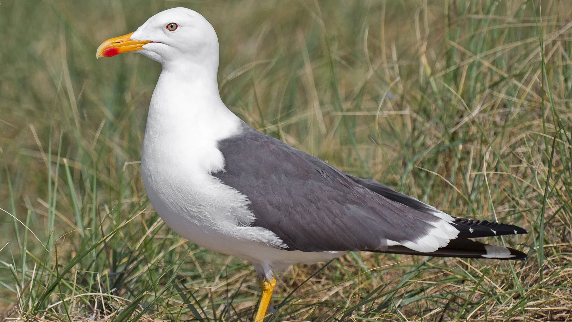 Las gaviotas pueden dispersar malas hierbas a grandes distancias y entre distintos habitats Las gaviotas pueden dispersar malas hierbas a grandes distancias y entre distintos habitats