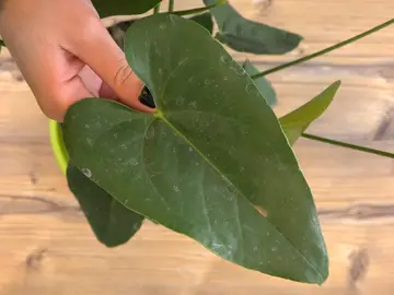 Hoja de planta Hoja de planta