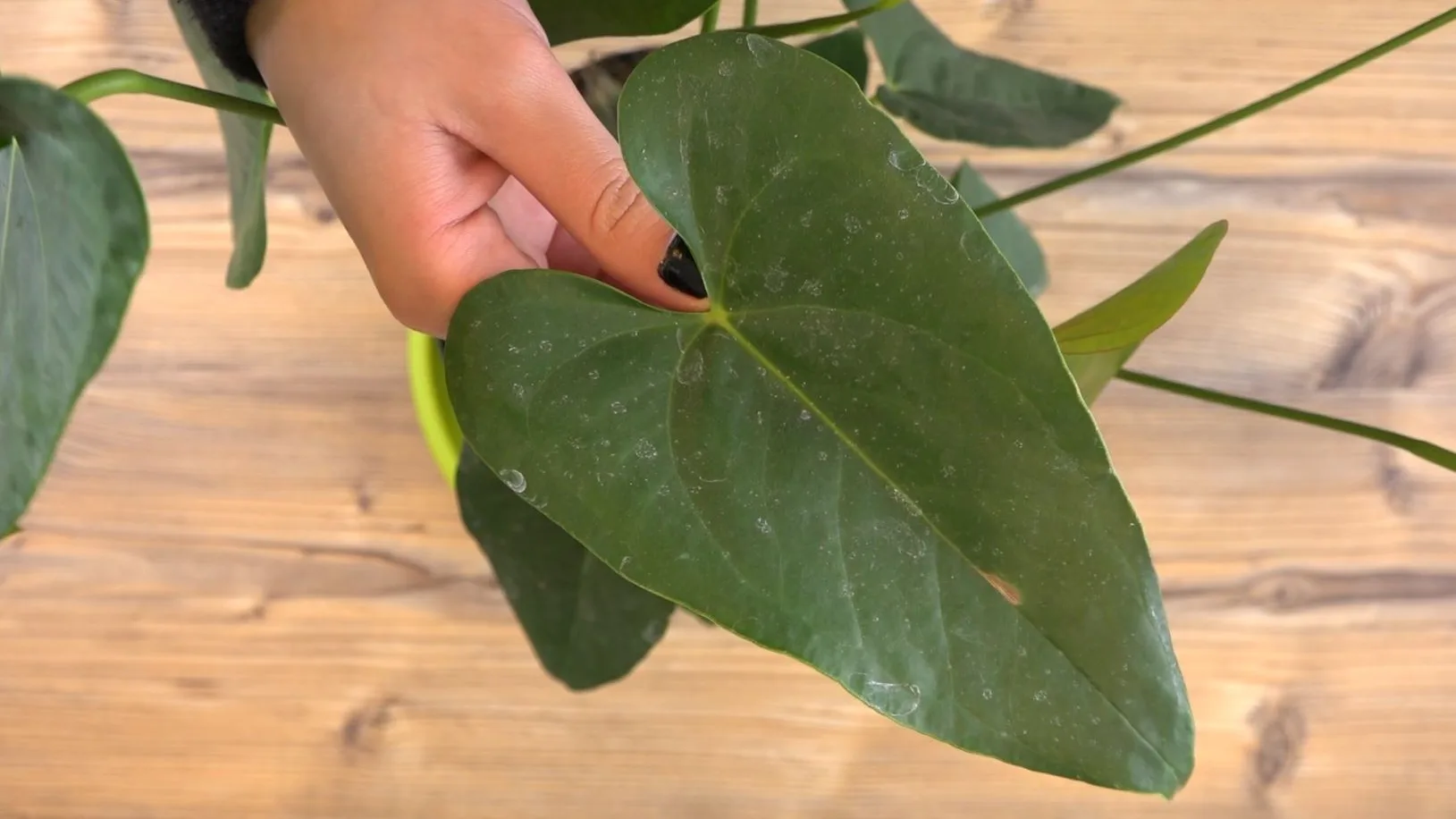 Hoja de planta Hoja de planta