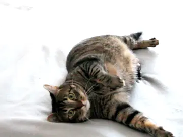 Cómo reñir a un gato para que sepa que ha actuado mal Cómo reñir a un gato para que sepa que ha actuado mal