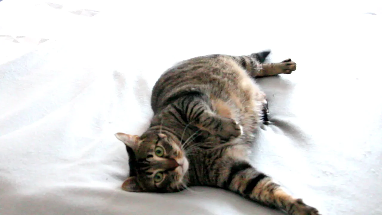 Cómo reñir a un gato para que sepa que ha actuado mal Cómo reñir a un gato para que sepa que ha actuado mal