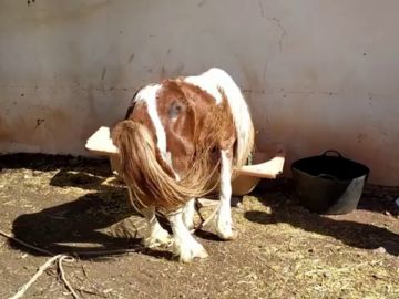 Investigan al propietario de un poni desnutrido por abandono animal en Málaga