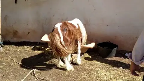Investigan al propietario de un poni desnutrido por abandono animal en Málaga Investigan al propietario de un poni desnutrido por abandono animal en Málaga