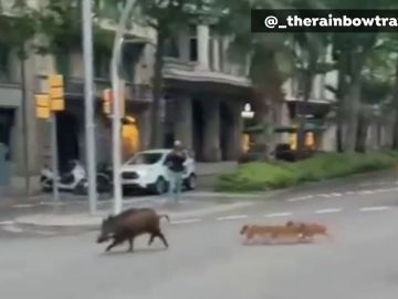 Una familia de jabalíes se pasea por la avenida Diagonal de Barcelona
