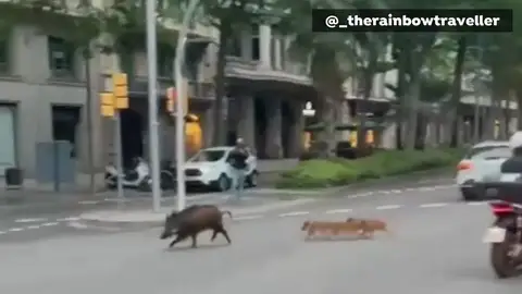Una familia de jabalíes se pasea por la avenida Diagonal de Barcelona Una familia de jabalíes se pasea por la avenida Diagonal de Barcelona