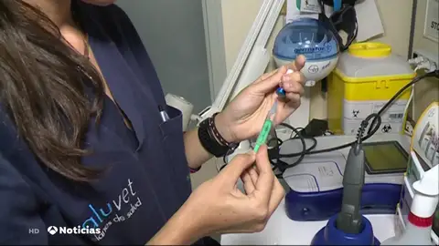 Un caniche gigante, el primer perro contagiado por la variante británica del covid en España Un caniche gigante, el primer perro contagiado por la variante británica del covid en España