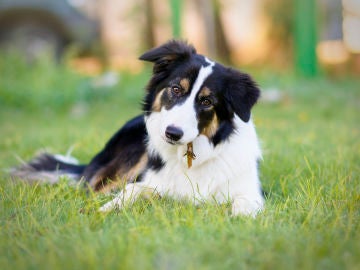 Las espigas: un verdadero peligro para los perros