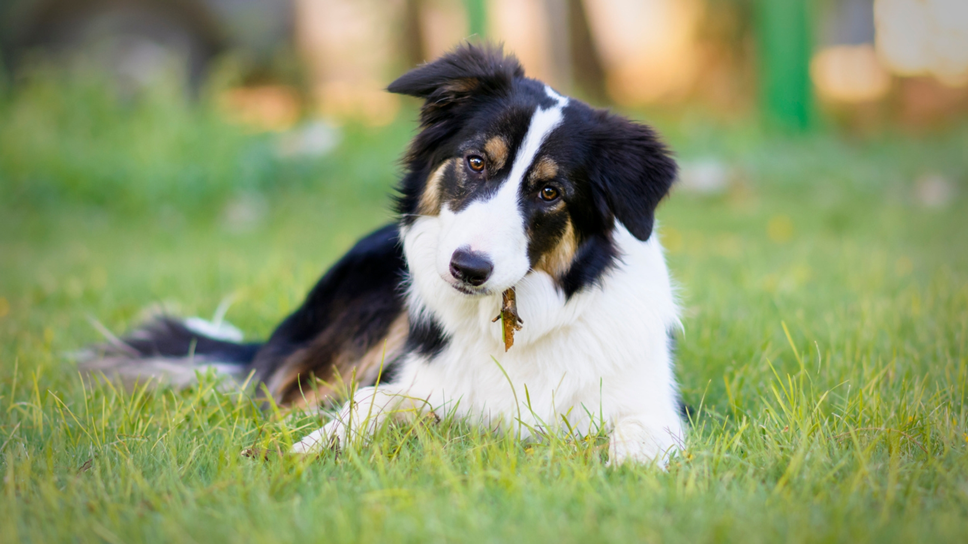 Las espigas: un verdadero peligro para los perros