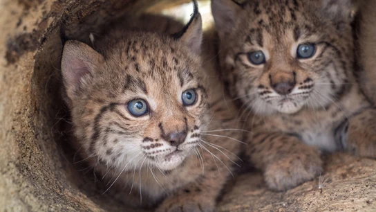 La poblacion de linces ibericos alcanza su maximo historico con mas de un millar de ejemplares La poblacion de linces ibericos alcanza su maximo historico con mas de un millar de ejemplares