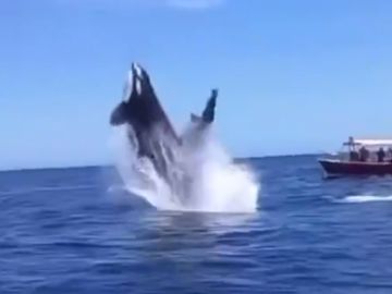 El increíble salto de una orca al intentar cazar a un delfín en el golfo de California