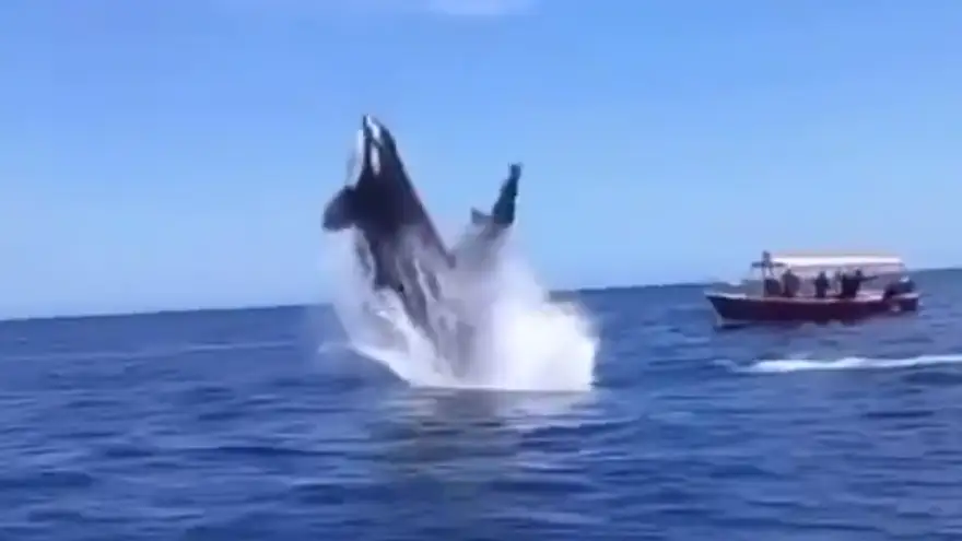 El increíble salto de una orca al intentar cazar a un delfín en el golfo de California El increíble salto de una orca al intentar cazar a un delfín en el golfo de California