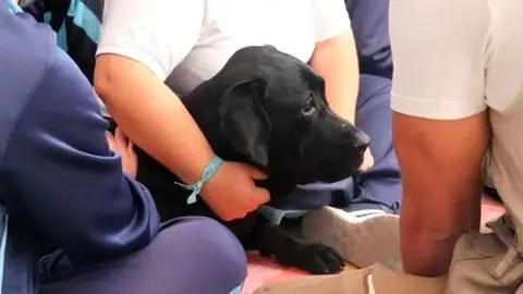 Foto de archivo de un perro Coronavirus
