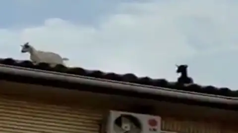 Cabras en el tejado. Cabras en el tejado.