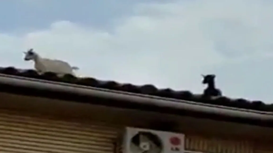 Cabras en el tejado. Cabras en el tejado.