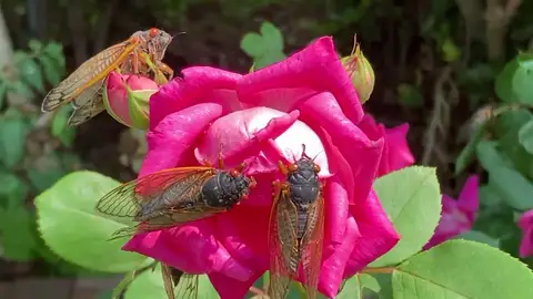 Empieza la temporada de apareamiento de las cigarras en Estados Unidos, un fenómeno que ocurre cada 17 años Empieza la temporada de apareamiento de las cigarras en Estados Unidos, un fenómeno que ocurre cada 17 años