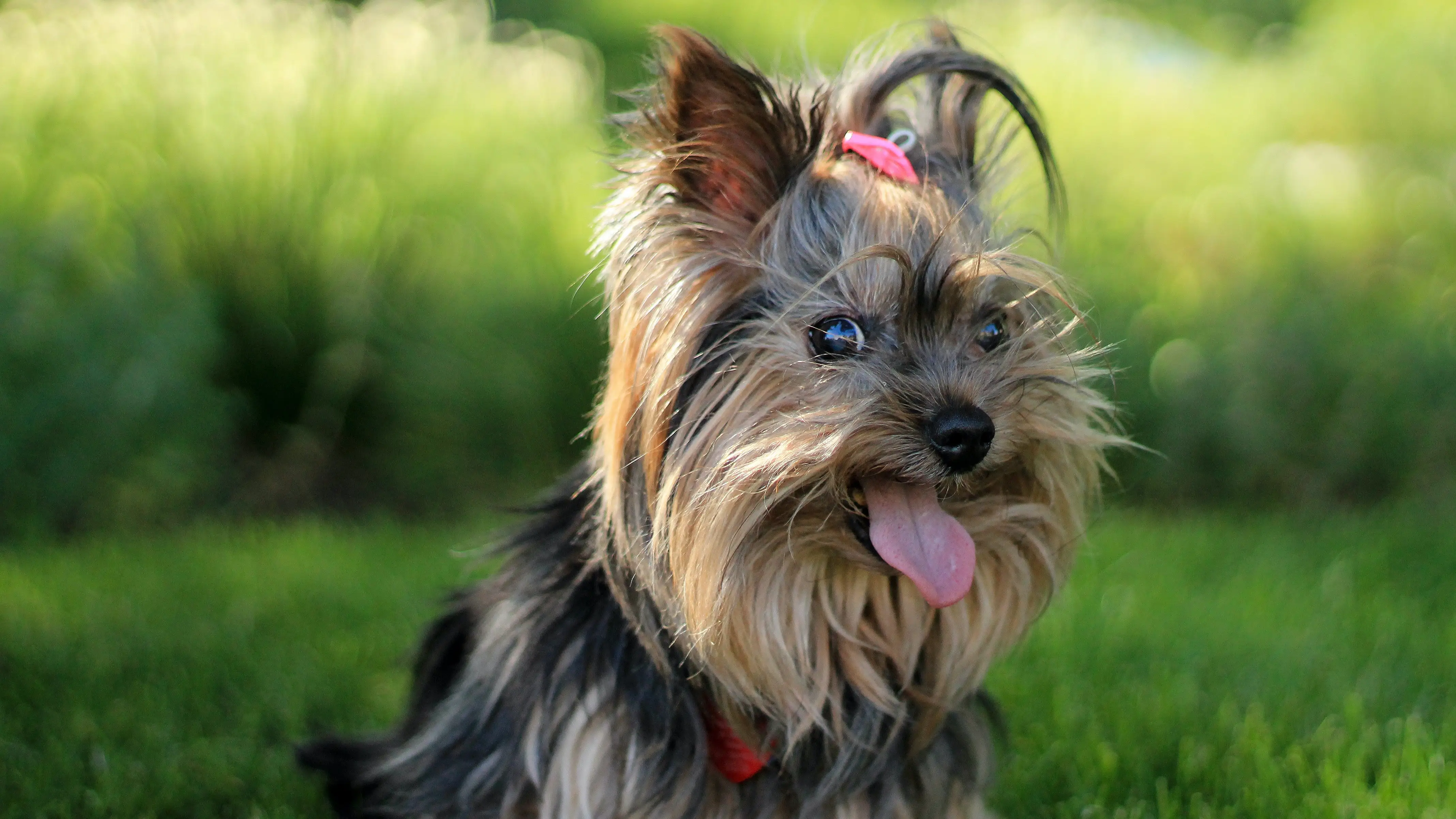 Un perro Yorkshire Un perro Yorkshire