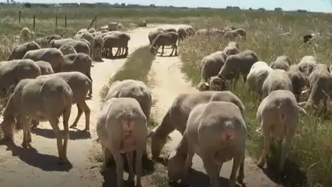 El importante papel de las ovejas para recuperar las vías pecuarias y hábitats de gran valor ecológico El importante papel de las ovejas para recuperar las vías pecuarias y hábitats de gran valor ecológico