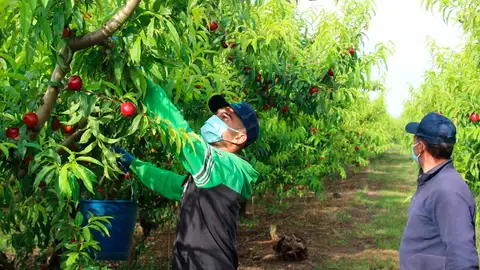 La crisis política con Rabat podría impedir la llegada de temporeros marroquíes a España La crisis política con Rabat podría impedir la llegada de temporeros marroquíes a España