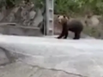 Oso pardo en Astuarias Oso pardo en Astuarias