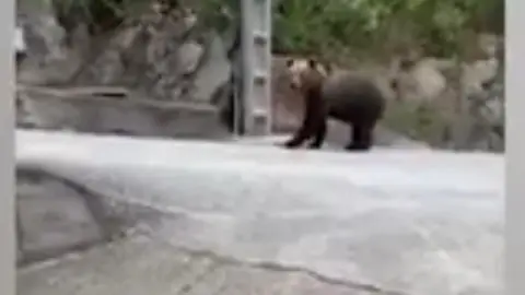 Oso pardo en Astuarias Oso pardo en Astuarias