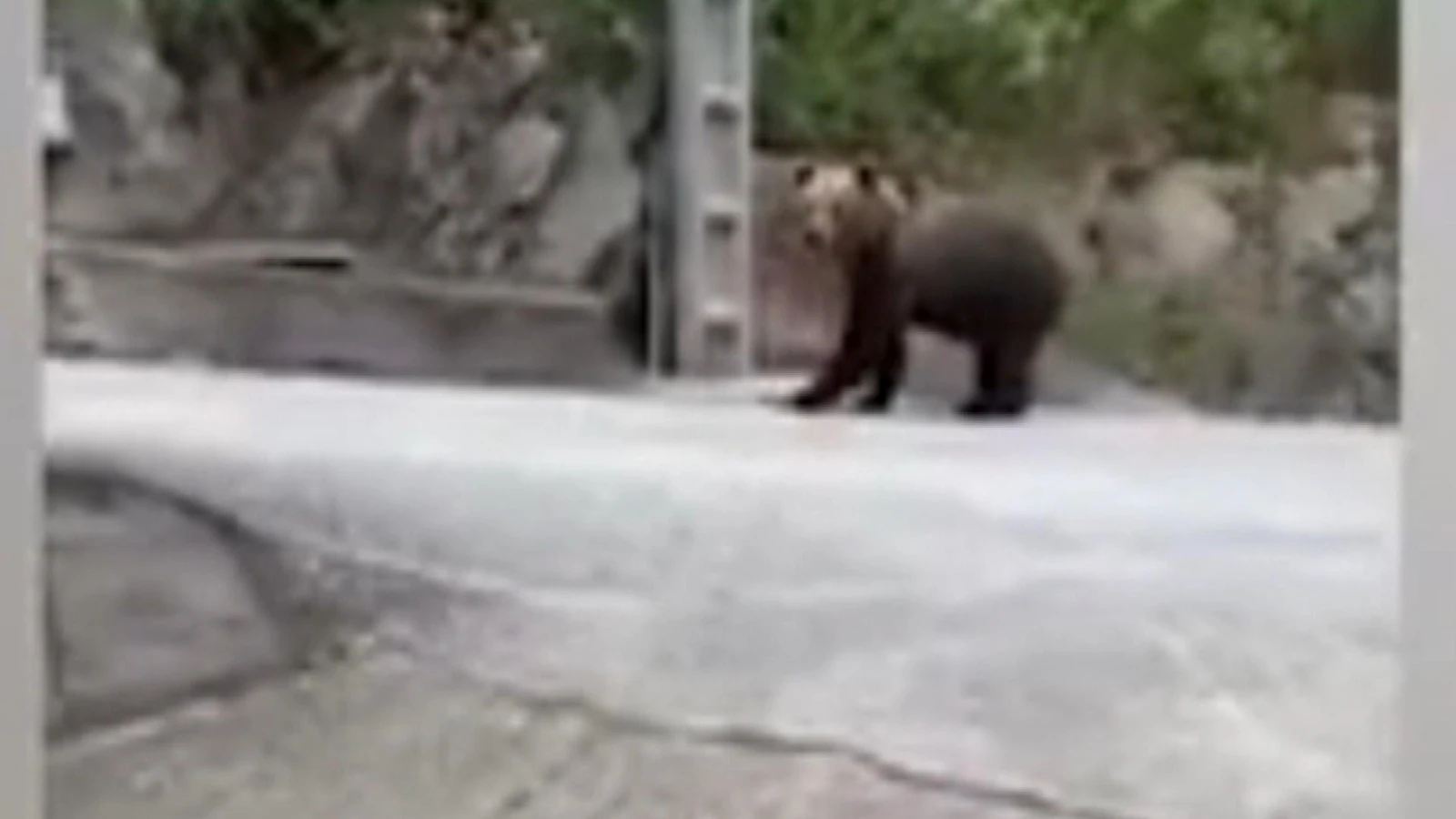 Oso pardo en Astuarias