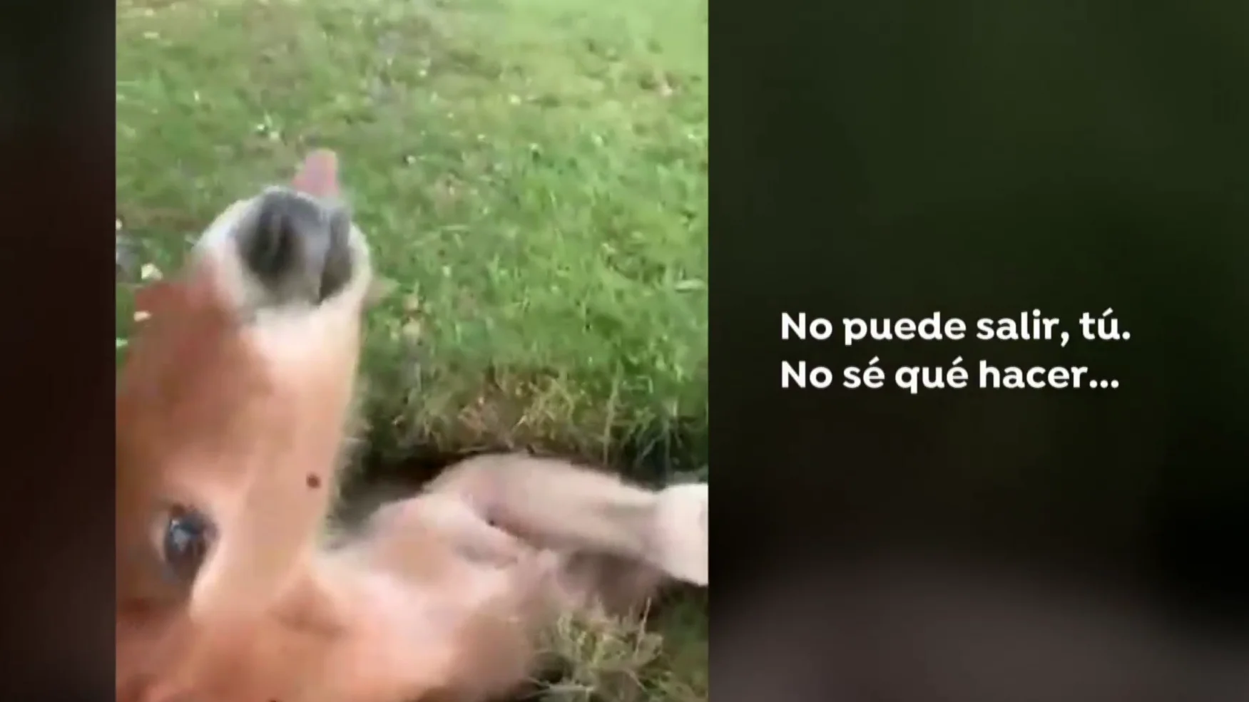 Así salva un corredor de trail a un potro atrapado en un agujero en Navarra: "No puede salir, no sé qué hacer" Así salva un corredor de trail a un potro atrapado en un agujero en Navarra: "No puede salir, no sé qué hacer"