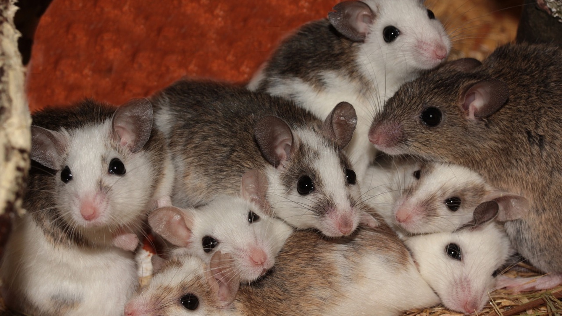 Ratones