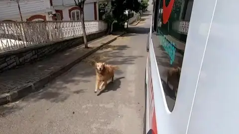 Perro fiel Perro fiel