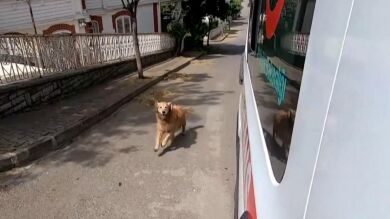 Un perro demuestra su lealtad persiguiendo a la ambulancia que llevaba a su dueña al hospital 