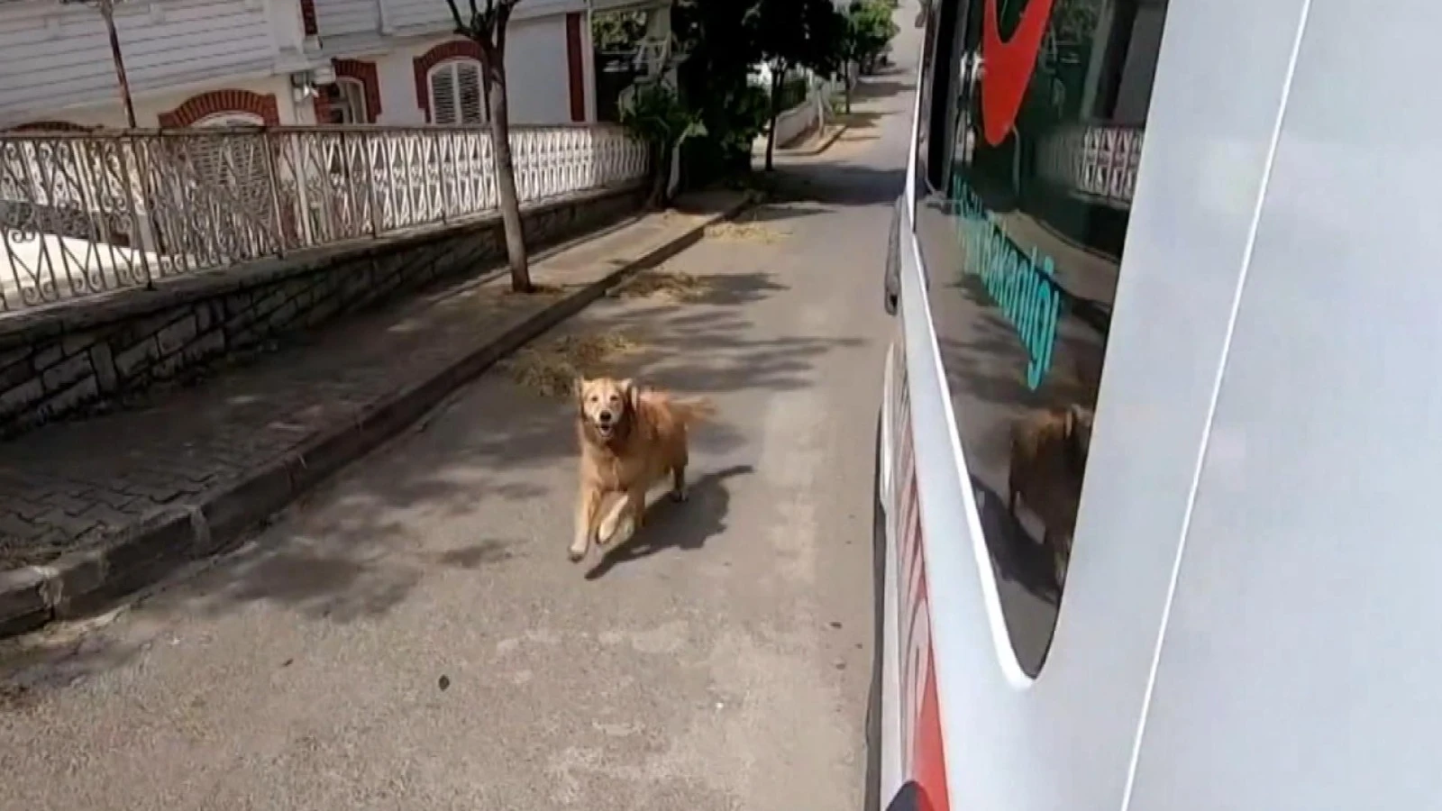 Perro fiel