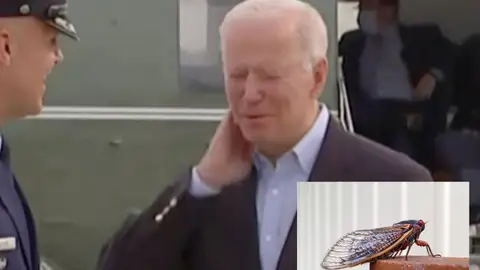 Joe Biden se ha bajado de su avión y ha sido atacado por una cigarra. Joe Biden se ha bajado de su avión y ha sido atacado por una cigarra.