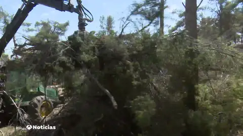 Los árboles rotos por la borrasca Filomena que todavía están sin recoger aumenta el riesgo de incendios Los árboles rotos por la borrasca Filomena que todavía están sin recoger aumenta el riesgo de incendios