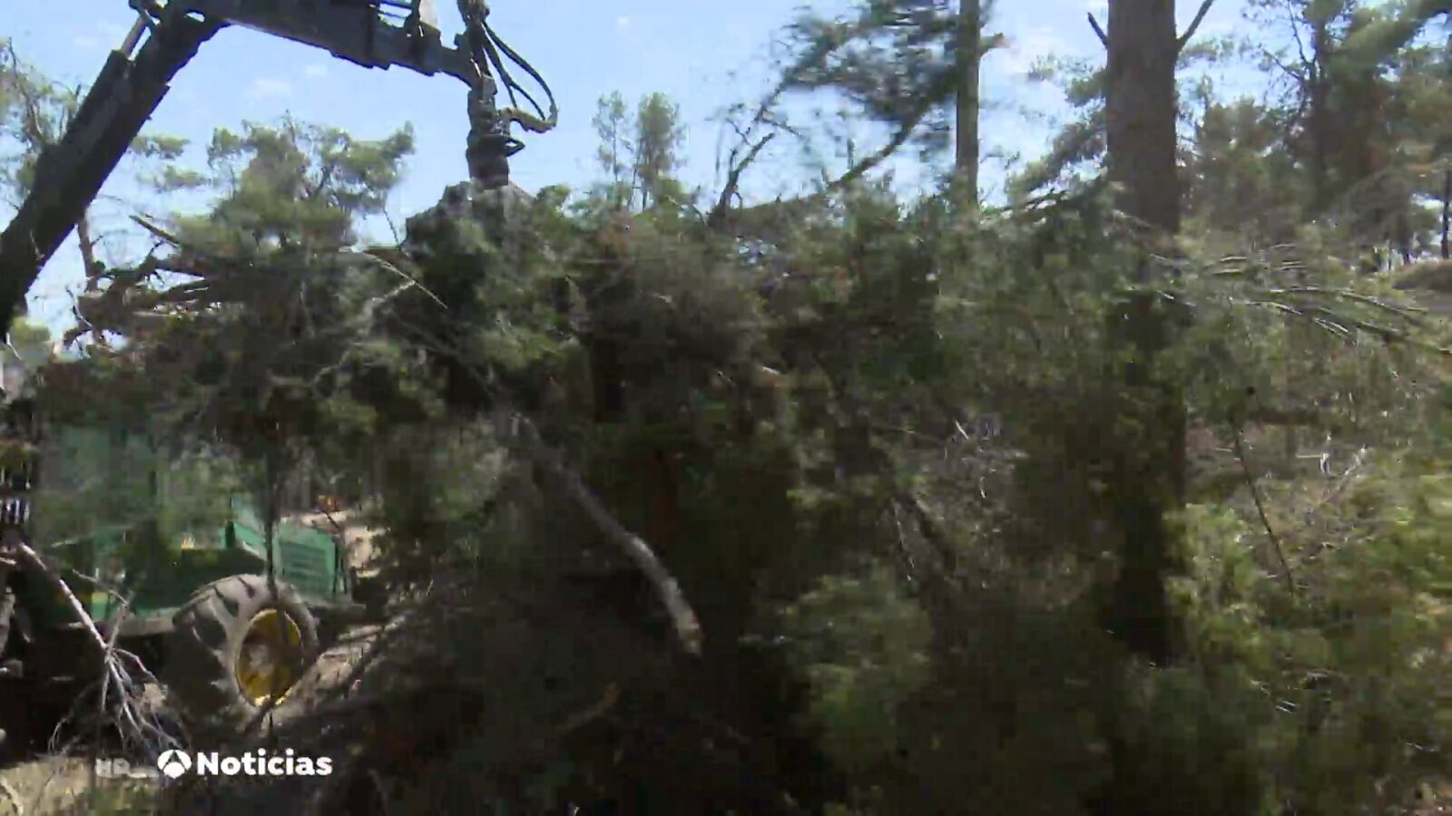 Los árboles rotos por la borrasca Filomena que todavía están sin recoger aumenta el riesgo de incendios
