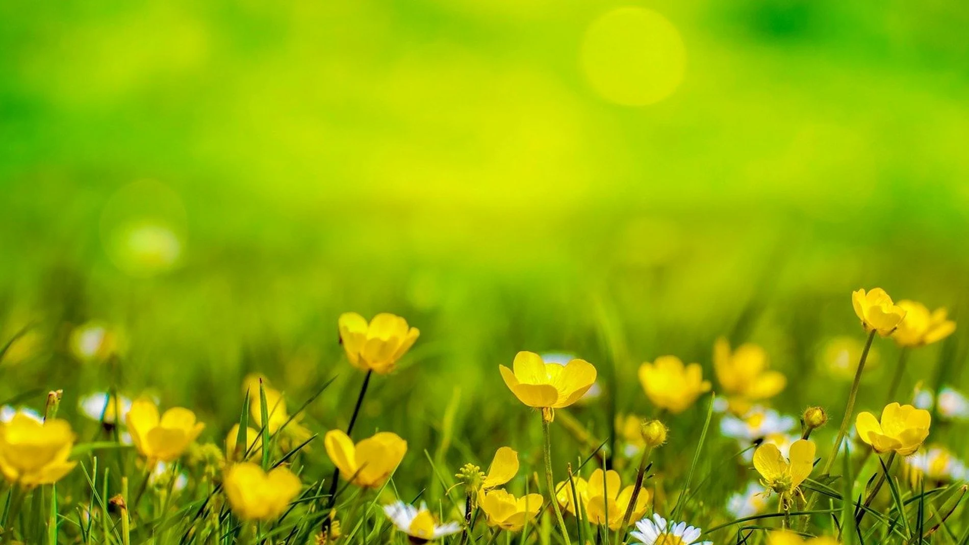  Yellow Day 2021: ¿Por qué hoy es el día más feliz del año?