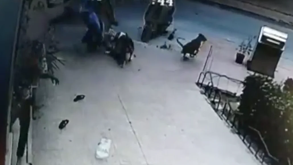 ataque de perro en Ceuta ataque de perro en Ceuta